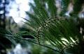 Tree Fern, Sassafras, Melbourne II